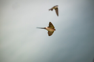 Forest Swift Duo: Two graceful swifts soar effortlessly through the soft, diffused light of a...