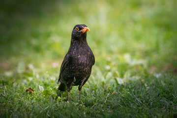A black bird on the grass with the sun shining on it