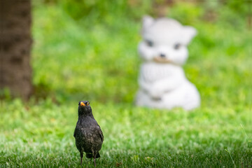 
Enchanted Garden Gnome: A charming garden gnome stands amongst lush green foliage, surveying his vibrant floral domain.