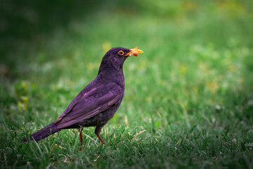 Urban Blackbird Watch: A sleek blackbird with a bright orange beak stands alert on a vibrant green...