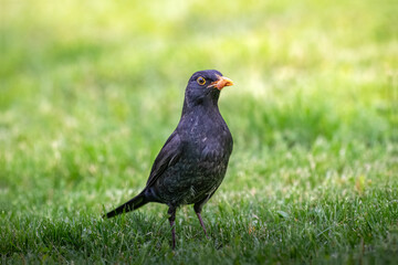 A black bird on the grass with the sun shining on it