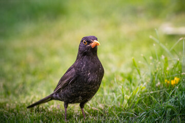 Urban Blackbird Watch: A sleek blackbird with a bright orange beak stands alert on a vibrant green lawn.