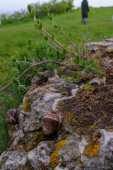Slope Snails: Two snails slowly make their way across ancient stones on a grassy slope as dusk settles.