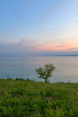 Tree on Grassy Cliff Overlooking Calm Sea at Sunset