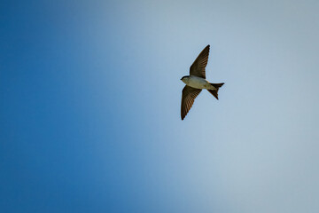 Lone Bird Flying High in Clear Blue Sky