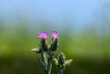 
Delicate Purple Thistle Blooms Against Soft Green Background