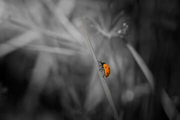 Vivid Ladybug on Grass Blade in Monochrome Field