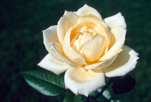 Arlene Francis yellow rose.