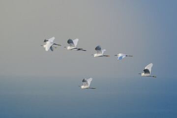 Flock of White Egrets Gracefully Flying Over Misty Blue Ocean