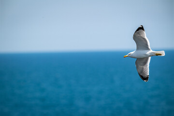 Seagull in Graceful Flight Over Coastal Waters – Sharp Wildlife Closeup in Natural Light