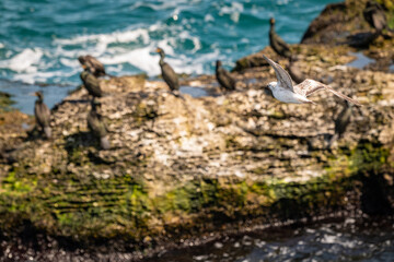 Group of Cormorants and Gull on Mossy Coastal Rocks by Ocean Waves