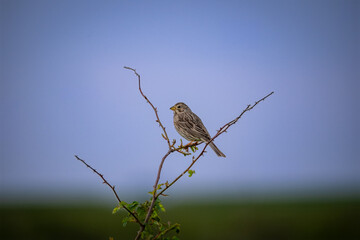 Solitary Songbird Perched on Bare Branch Against Soft Blue Sky