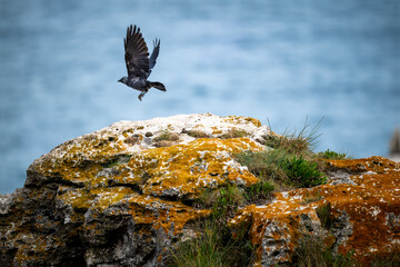 Wild Bird in Flight Over Rocky Cliff with Ocean in Background