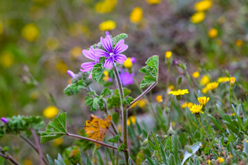 Vibrant Purple Wildflower with Yellow Daisies in Lush Spring Meadow
