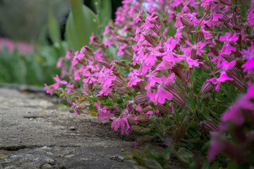 Vibrant Pink Wildflowers Blooming Along Rustic Stone Path