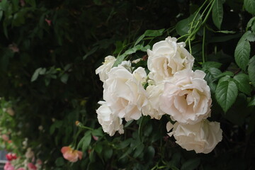 white roses in garden