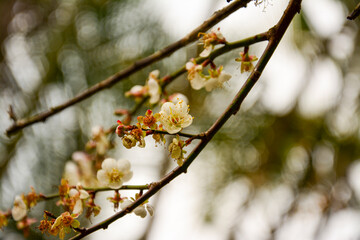 Delicate white plum blossoms. A close-up of small, delicate white plum blossoms on bare branches. A...