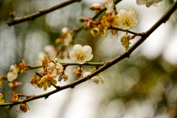 Delicate white plum blossoms. A close-up of small, delicate white plum blossoms on bare branches. A gentle view of pale white plum blossoms emerging from dark twigs.