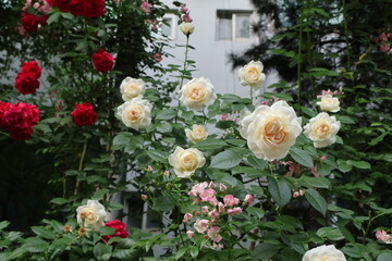 white and red rose flowers in the garden