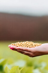 Hands Holding Soybeans in Agricultural Field