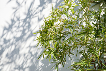  bamboo and its projection in front of the white wall