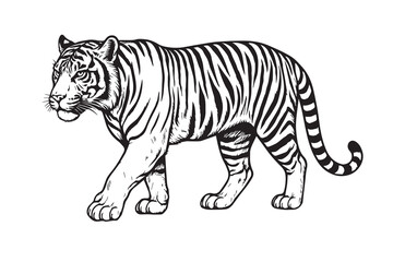 Vector drawing of a Javan tiger in black and white, using thick black outlines to show its powerful frame, facial details, and striped pattern.

