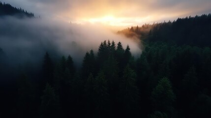 Fototapeta premium Aerial View Of Misty Forest At Sunrise With Golden Light And Dark Green Trees