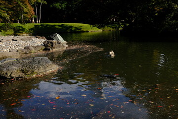 日本、東京、小石川後楽園、庭園、都立庭園、大名庭園、日本庭園、通天橋、池塘、綠色、風景、重要文化財、木造建築、写真素材