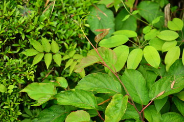 Close-up shots of Island kiwi vine (Actinidia rufa), highlighting its fruit clusters, young reddish leaves, and climbing growth. Suitable for botanical, ecological, and educational use.



