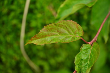 Close-up shots of Island kiwi vine (Actinidia rufa), highlighting its fruit clusters, young reddish leaves, and climbing growth. Suitable for botanical, ecological, and educational use.



