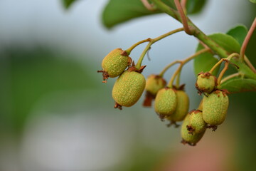 Close-up shots of Island kiwi vine (Actinidia rufa), highlighting its fruit clusters, young reddish leaves, and climbing growth. Suitable for botanical, ecological, and educational use.



