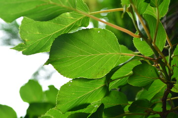 Close-up shots of Island kiwi vine (Actinidia rufa), highlighting its fruit clusters, young reddish leaves, and climbing growth. Suitable for botanical, ecological, and educational use.



