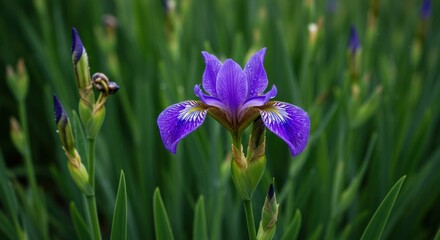 Elegant purple iris blossom amidst vibrant green foliage, creating a serene natural scene