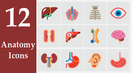 Anatomy Icons Set – 12 Flat Medical Vector Illustrations for Human Body and Healthcare Design