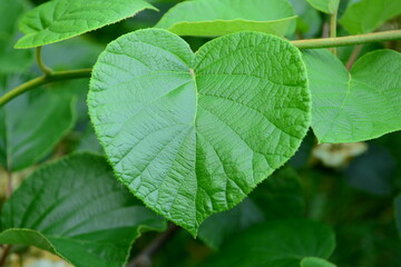 Close-up of the flower and young leaves of Actinidia arguta, commonly known as hardy kiwi or Korean yangdarae.


