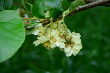 Close-up of the flower and young leaves of Actinidia arguta, commonly known as hardy kiwi or Korean...