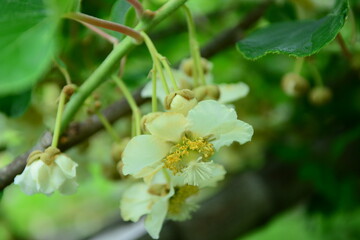 Close-up of the flower and young leaves of Actinidia arguta, commonly known as hardy kiwi or Korean yangdarae.


