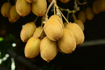 Close-up of the flower and young leaves of Actinidia arguta, commonly known as hardy kiwi or Korean...