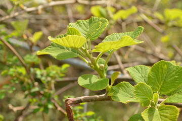 Close-up of the flower and young leaves of Actinidia arguta, commonly known as hardy kiwi or Korean...