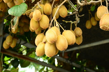 Close-up of the flower and young leaves of Actinidia arguta, commonly known as hardy kiwi or Korean yangdarae.



