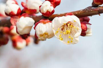 The white plum blossoms blooming in spring