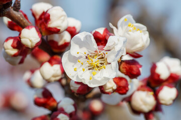 The white plum blossoms blooming in spring