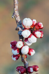 The white plum blossoms blooming in spring