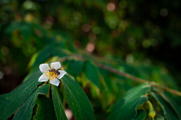 close-up a pristine white flower with prominent yellow stamens, nestled among vibrant green leaves on a tall tree in Thailand forest. A small bee is visible.