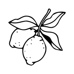 organic lemon harvest design