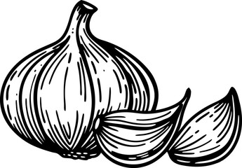 Whole garlic bulb and two cloves, black and white line illustration hand drawn outline of fresh vegetable