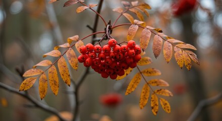 Autumnal rowan berries cluster with detailed leaves, offering a seasonal natural beauty