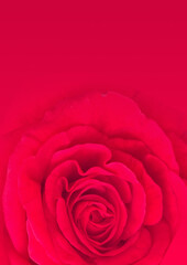 Dark red rose blossom in close up; Symbol for love; Rose-growing; Red blooming flower; Detail view of wonderful red rose