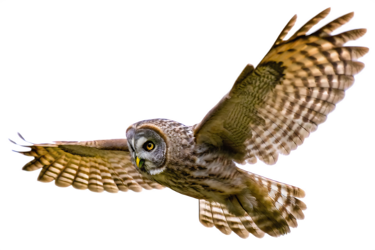   brown owl flying flapping its wings isolated on white background PNG