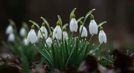 Delicate snowdrop flowers blooming with water droplets in a serene forest scene